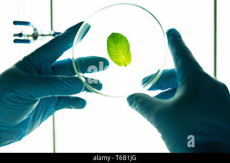 Feuille d'analyse in petri dish Banque D'Images