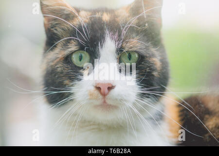 Portrait d'un chat close-up face avec les yeux verts. Banque D'Images