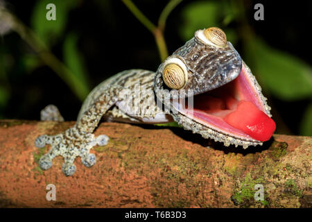 Feuille géant-tail Gecko, l'Uroplatus fimbriatus, Madagascar Banque D'Images