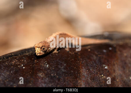 Petit caméléon Brookesia minima, Micra, Madagascar Banque D'Images