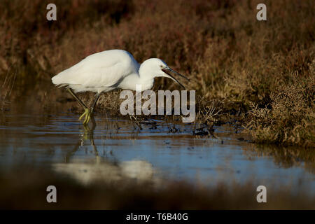 L'aigrette garzette, Egretta garzetta, l'Allemagne de l'Est Banque D'Images