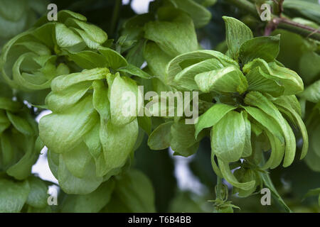 Arrière-plan de houblon sauvage Banque D'Images