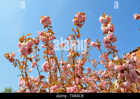 Japanese flowering cherry nom Latin Prunus Kanzan Banque D'Images