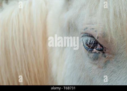 Détail de l'oeil d'un jeune cheval blanc et fourrure dorée Banque D'Images