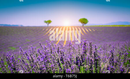 Paysage de fleurs de lavande en Provence, France. L'accent sur la lavande pourpre fleurs en premier plan. Champ floue avec deux arbres à l'horizon. Banque D'Images