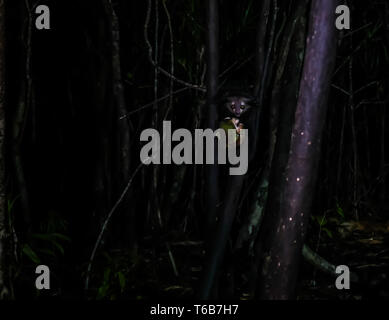 Portrait de nuit de Daubentonia madagascariensis Aye-Aye aka lemur, région Atsinanana à Madagascar Banque D'Images