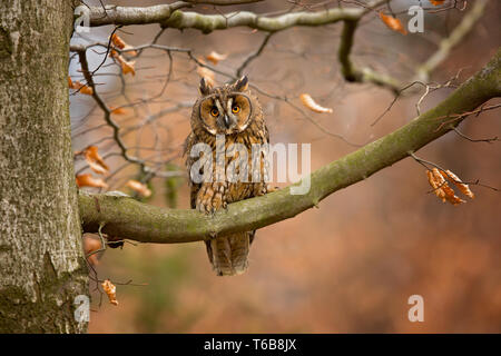 Long-eared Owl (Asio otus), également connu sous le nom de hibou moyen-nord, est une espèce de hibou qui se reproduit en Europe, en Asie, et en Amérique du Nord. Banque D'Images