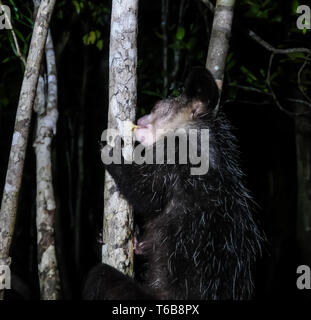 Portrait de nuit de Daubentonia madagascariensis Aye-Aye aka lemur, région Atsinanana à Madagascar Banque D'Images