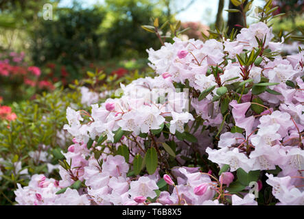 Rhododendron 'Mission Bells' floraison dans un jardin de la région métropolitaine de Vancouver, BC, Canada. Les fleurs rose pâle de la Evergreen ont une odeur douce. Banque D'Images