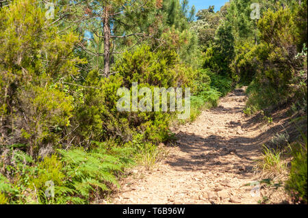 Sentier de randonnée pédestre pour le Pic du Cap Roux dans le Massif de l'Esterel, Antheor, Var, Provence-Alpes-Côte d'Azur, France, Europe Banque D'Images