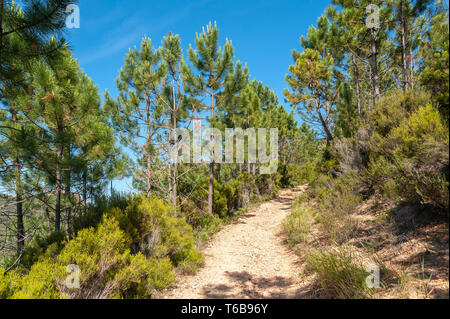 Sentier de randonnée pédestre pour le Pic du Cap Roux dans le Massif de l'Esterel, Antheor, Var, Provence-Alpes-Côte d'Azur, France, Europe Banque D'Images