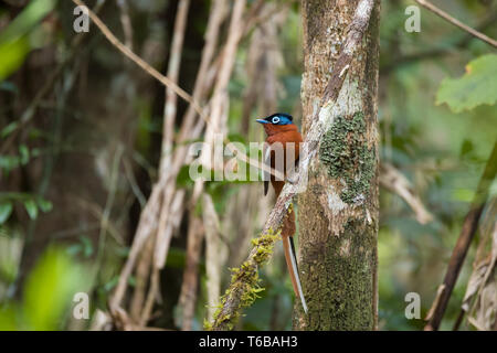 Madagascar-Paradise flycatcher Terpsiphone mutata, Banque D'Images