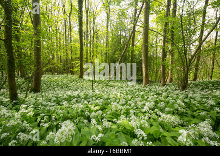 L'ail des ours, Allium ursinum, grandissant dans les feuillus, les bois, avec la plupart du frêne et de hêtres et de quelques sapins, à la fin d'avril. Faire du nord Banque D'Images