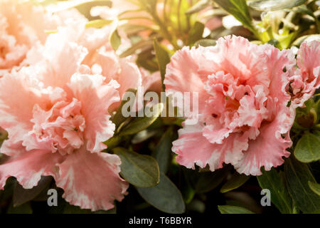 Magnifiques fleurs roses avec le soleil derrière Banque D'Images