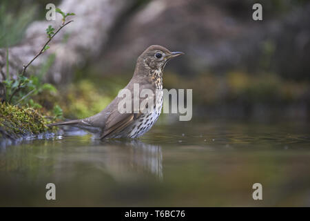 Grande aigrette, Adrea Alba Banque D'Images