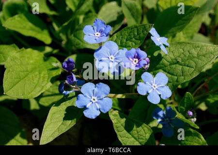 Blue-eyed Mary Banque D'Images