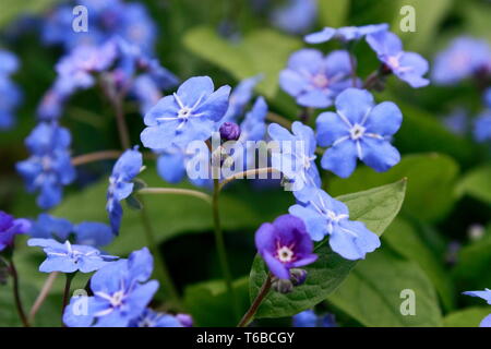 Blue-eyed Mary Banque D'Images