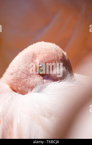 Flamingo Rose au repos (Phoenicopterus roseus) Banque D'Images