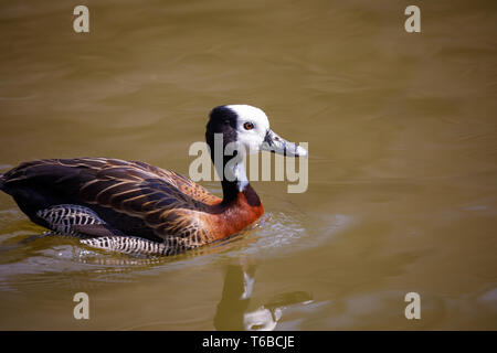 Canard sifflement à face blanche Banque D'Images