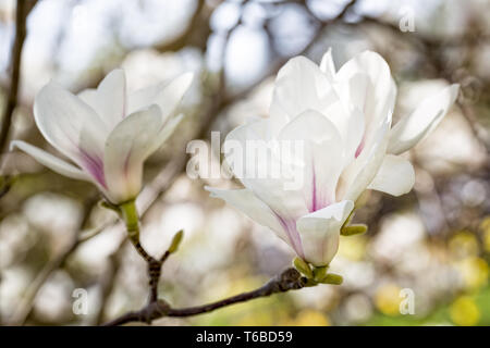 Magnolia, genre Magnolia Banque D'Images