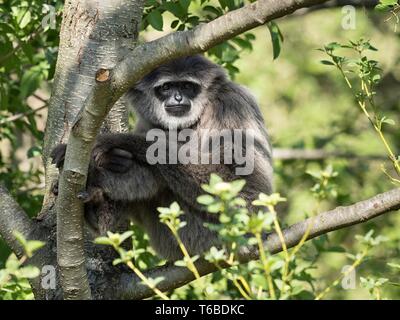 Silvery gibbon (Hylobates moloch) assis sur l'arbre. (CTK Photo/Krompolc romain) Banque D'Images