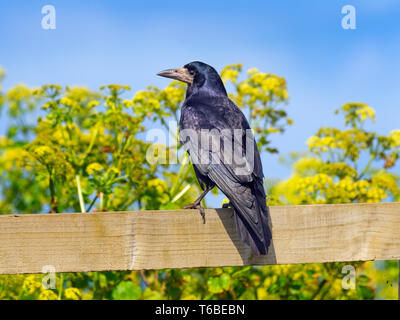 Corvus frugilegus Rook dans l'alimentation de la côte Est des Prairies Norfolk Banque D'Images