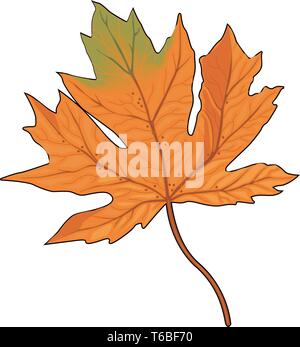 Feuille d'érable Vector Illustration Illustration de Vecteur