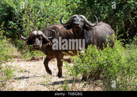 Une paire de buffle dans le sud de la savane africaine Banque D'Images