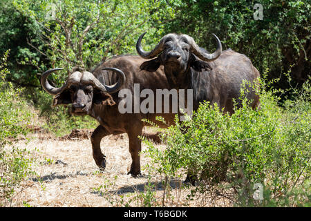Une paire de buffle dans le sud de la savane africaine Banque D'Images