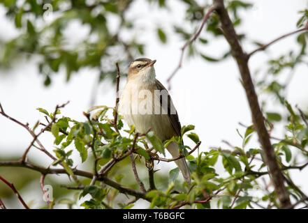 Phragmite des joncs (Acrocephalus schoenobaenus) Banque D'Images