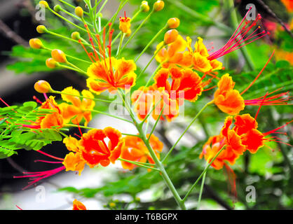 Caesalpinia pulcherrima, Peacock flower Banque D'Images