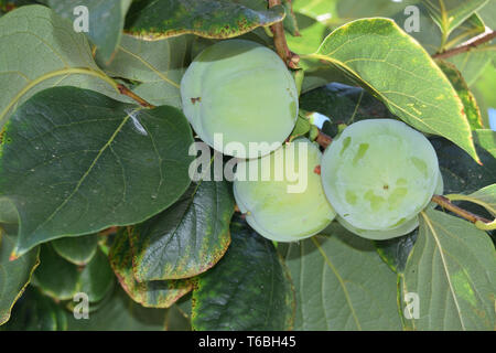 Close up of fruit vert kaki toujours sur l'arbre Banque D'Images