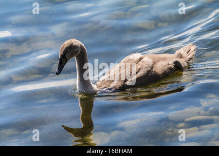 Le Cygne tuberculé ou Cygne Blanc, Cygnus olor, Allemagne Banque D'Images