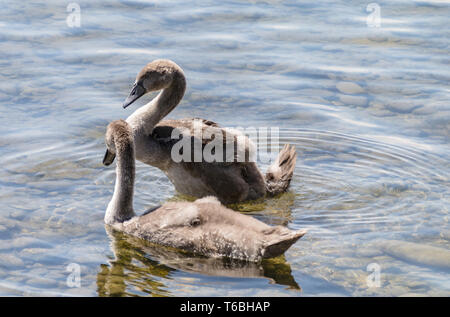 Le Cygne tuberculé ou Cygne Blanc, Cygnus olor, Allemagne Banque D'Images