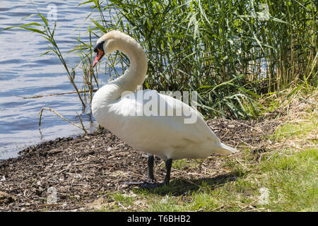 Le Cygne tuberculé ou Cygne Blanc, Cygnus olor, Allemagne Banque D'Images