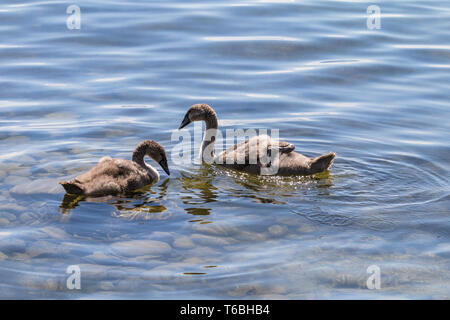 Le Cygne tuberculé ou Cygne Blanc, Cygnus olor, Allemagne Banque D'Images