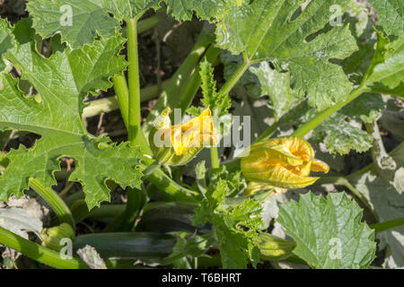 La Courgette (Cucurbita pepo ssp. Pepo convar giromontiina Banque D'Images