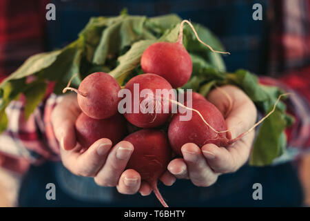 Female farmer holding bunch of récolté les radis, Close up of hands, sélective focu Banque D'Images