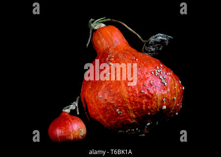 Close up d'une petite et une grande Citrouille Kuri rouge sur fond noir. Banque D'Images