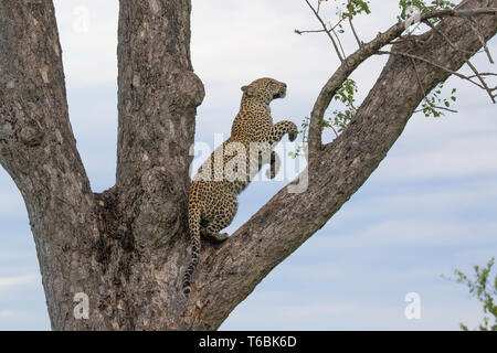 Un léopard, Panthera pardus, se dresse sur ses pattes arrières dans la fourche d'un arbre et saute, fond de ciel bleu Banque D'Images