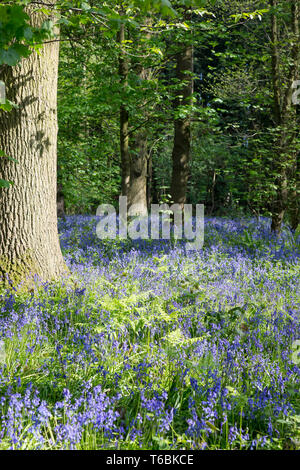 Scène britannique de Worcester capture forestiers de tapis bleu le printemps fleurs : common bluebells (Hyacinthoides non-scripta). Banque D'Images