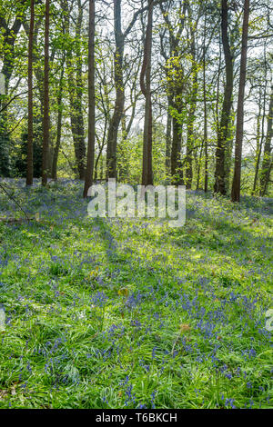 Scène britannique de Worcester capture forestiers de tapis bleu le printemps fleurs : common bluebells (Hyacinthoides non-scripta). Banque D'Images