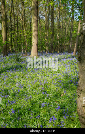 Scène britannique de Worcester capture forestiers de tapis bleu le printemps fleurs : common bluebells (Hyacinthoides non-scripta). Banque D'Images