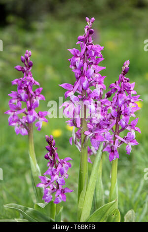 Early Purple Orchid (Orchis mascula) à Myers Dotation - Butterfly Conservation Nature Reserve, Silverdale, Lancashire Banque D'Images