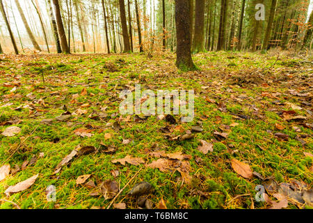 Paysage d'automne. Plan rapproché sur le sol moussu en automne forêt couverte avec des feuilles d'or Banque D'Images