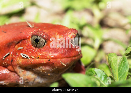 Dyscophus antongilii, grenouilles tomates Banque D'Images