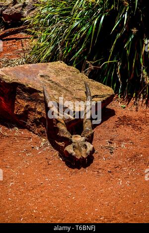 Crâne d'antilope à cornes en spirale sur la route dans un désert Banque D'Images