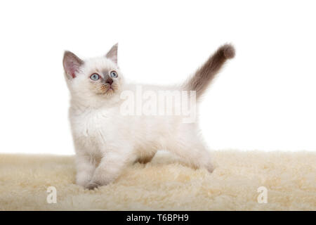 Portrait de chaton British Shorthair assis, 8 semaines, Banque D'Images