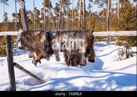 Séchage des peaux de renne. Banque D'Images