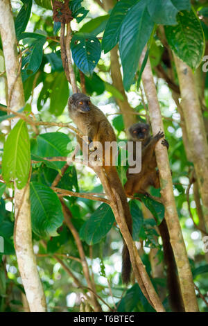 Lémurien à tête blanche (Eulemur albifrons), Madagascar Banque D'Images